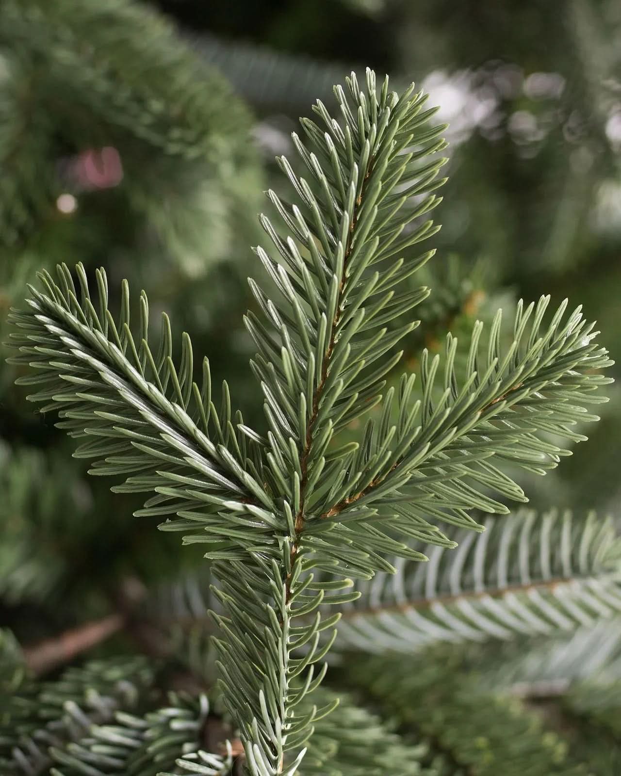 European Fir Christmas Tree with Articulated Branches, Metal Stand and Built-in Micro LEDs